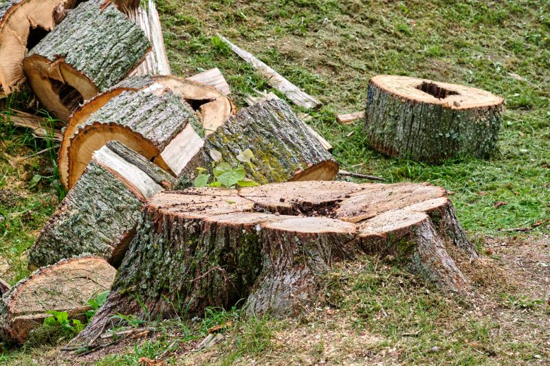 Tree Stump Removal detail