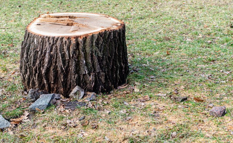 Tree Trunk Removal in Prince Georges County, MD
