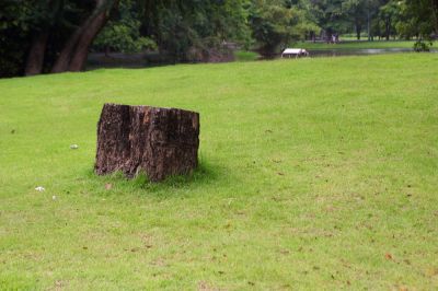 Improve the Appearance of the Yard